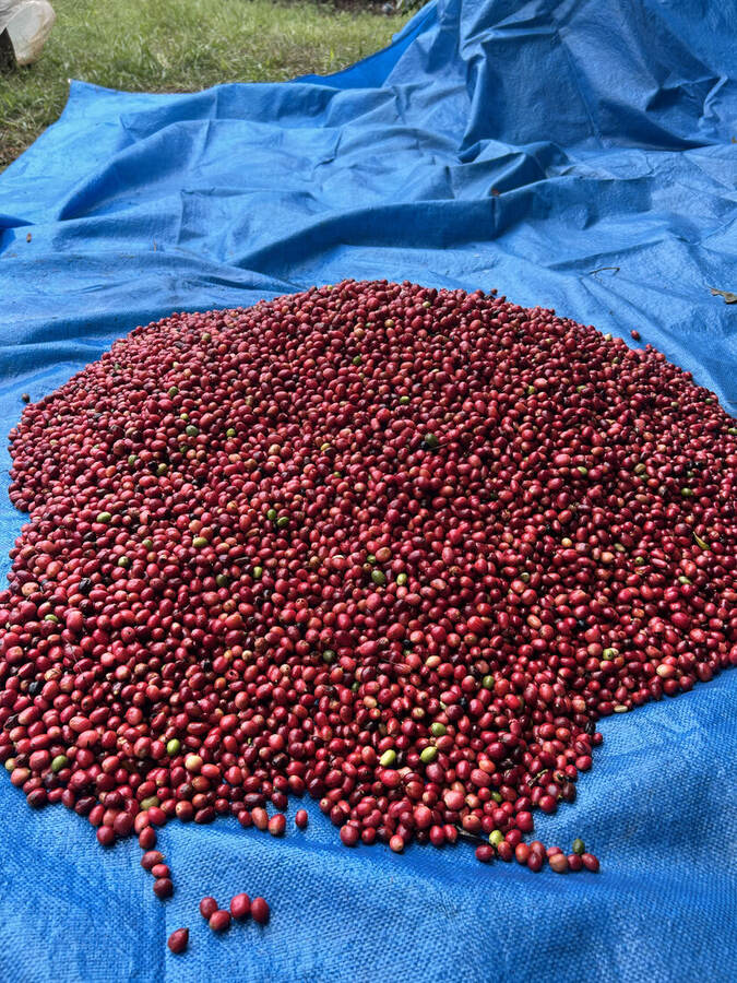 Cerises de café mûres fraîchement récoltées à Apuí